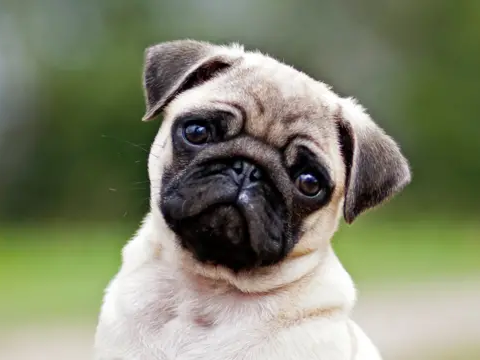 Perro Hombres de negro